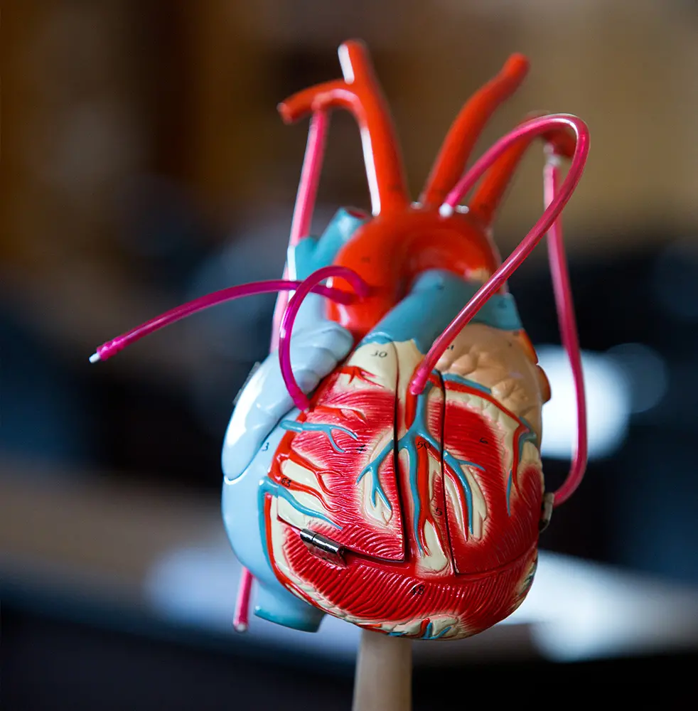 Photo of a hear model.