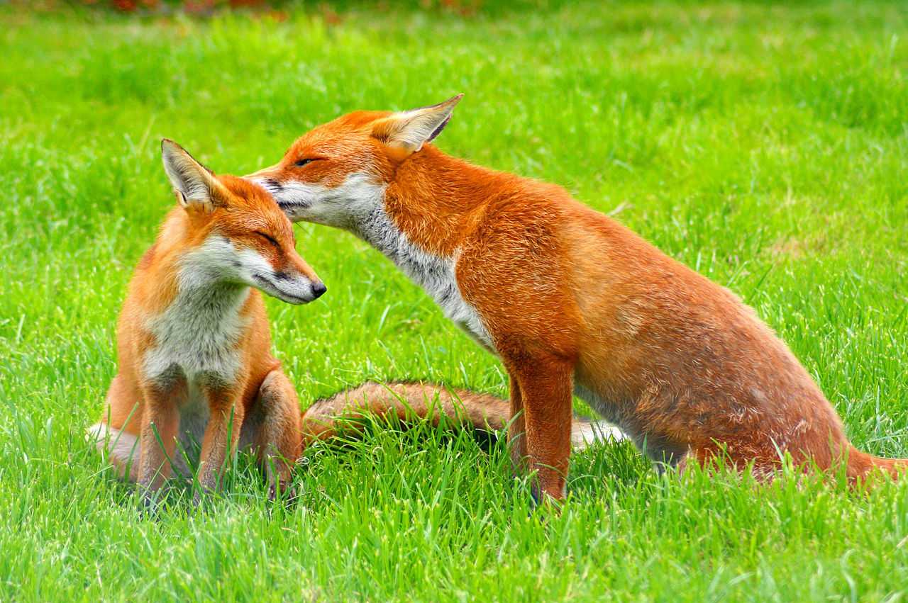 Red Fox (Vulpes vulpes) at the British Wildlife Centre, Surrey, England. Photo Sunday August 17th 2008.