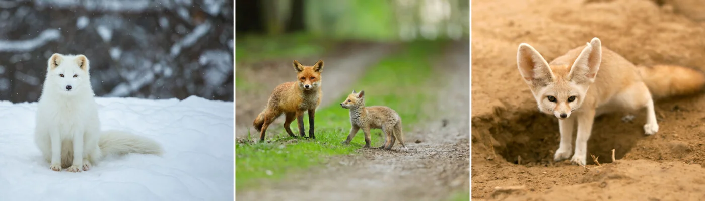 Collage of three foxes in the wild