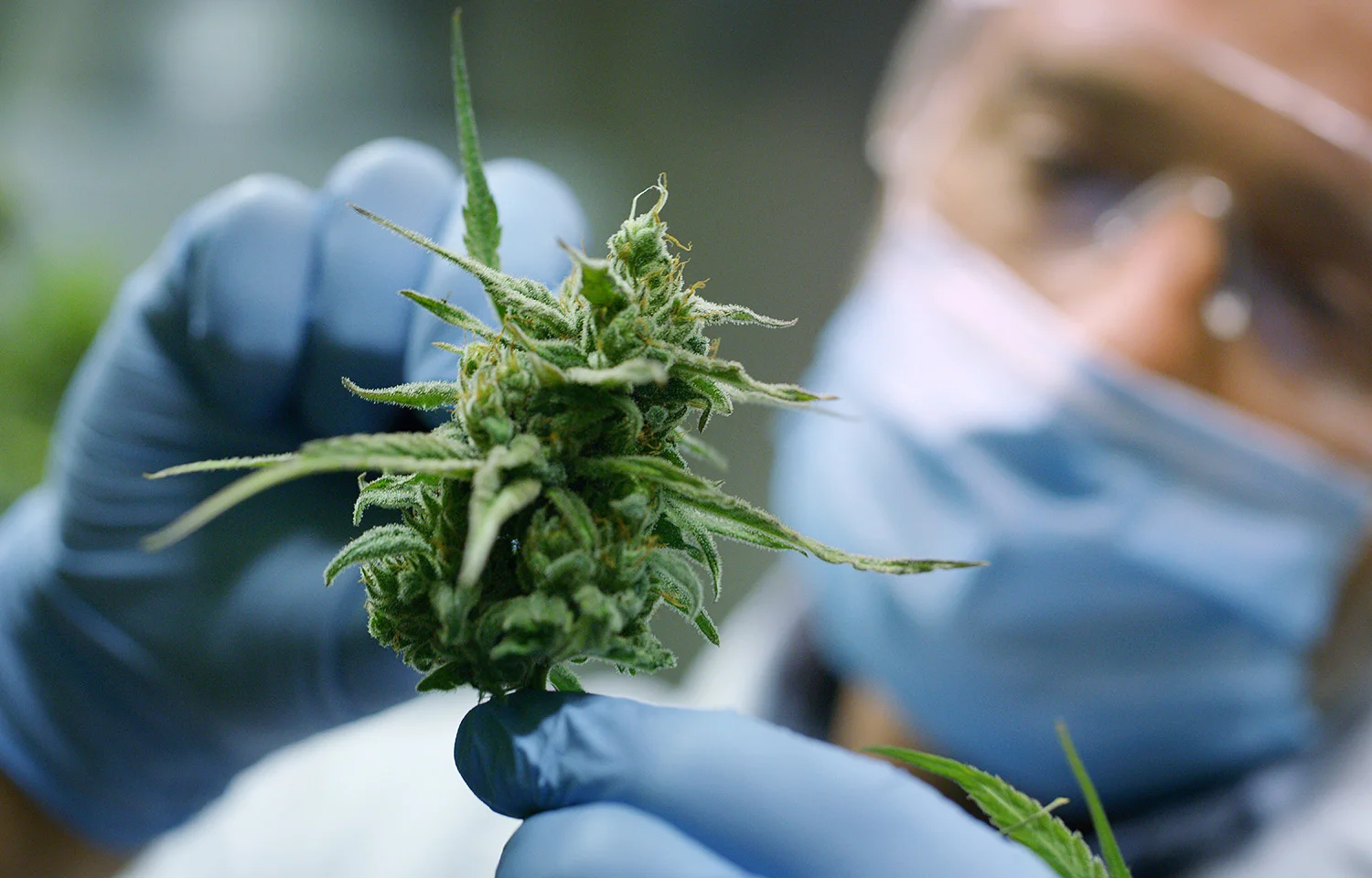 A gloved hand holding a fresh cannabis flower, showcasing the plant’s leaves and trichome-covered bud.