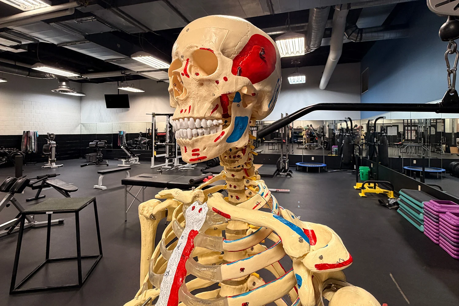 Anatomical skeleton model with labeled muscles and bones standing inside a gym with weight equipment in the background.”